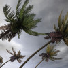 Palm trees in hurricane