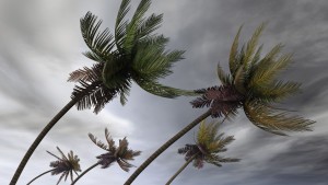 Metal Master Shop palm trees in hurricane