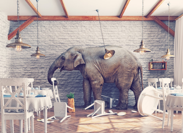 Elephant in restaurant