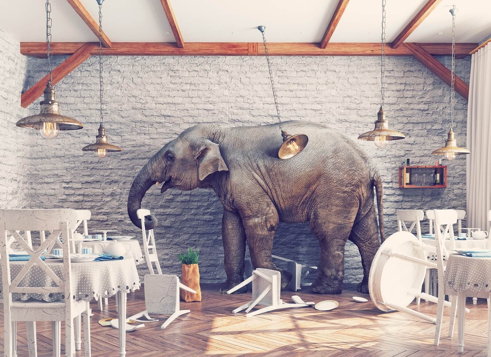Elephant in restaurant