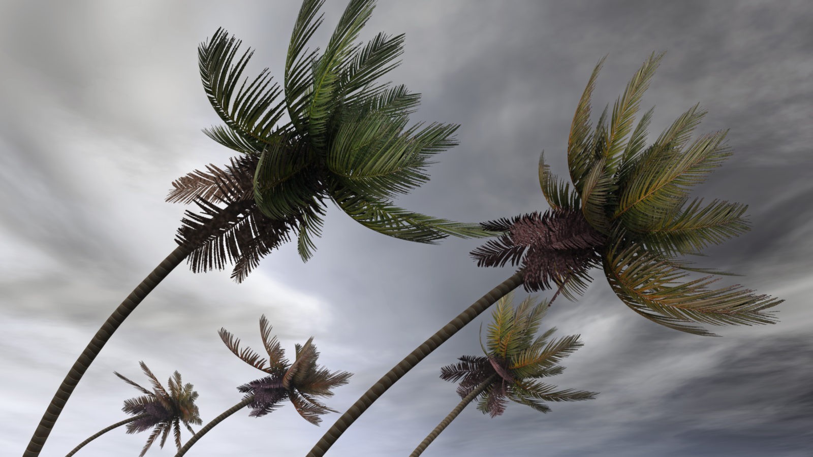 Palm trees in hurricane